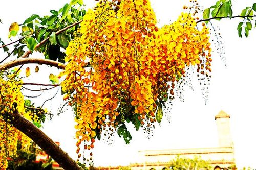Phố vàng hoa hoàng yến