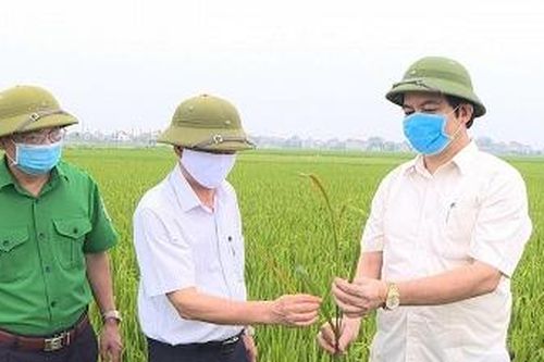 Phó Chủ tịch UBND tỉnh Nguyễn Thanh Hải kiểm tra chỉ đạo phòng trừ sâu bệnh