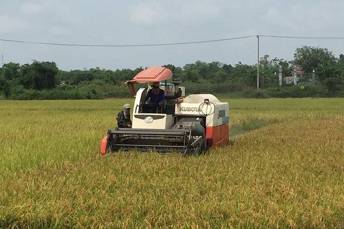 Nông dân phấn khởi vì lúa được mùa, được giá