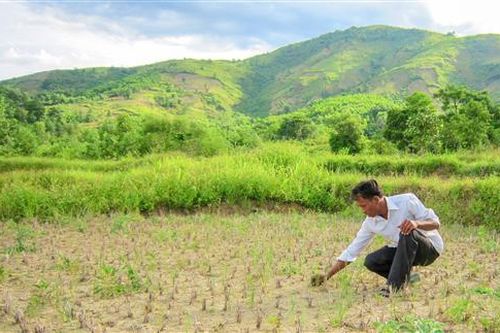 Cần chuyển đổi gần 669 ha đất lúa thiếu nước sang hình thức sản xuất khác