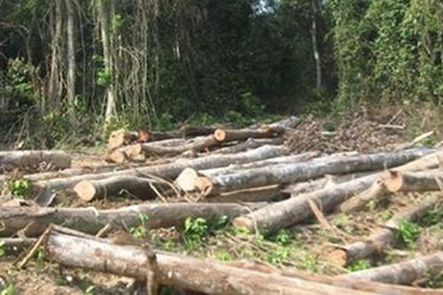 Kháng nghị giám đốc thẩm bản án xử bị cáo hủy hoại hơn 2,2 ha rừng ở Yên Bái