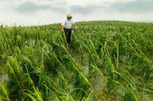 Mưa đá, gió lốc gây thiệt hại lớn ở Hà Giang, Lai Châu Sơn La