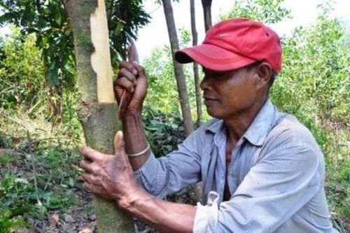 Quế Quảng Ngãi được mùa xuất khẩu