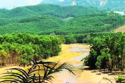 Việt Nam có 14,6 triệu ha rừng