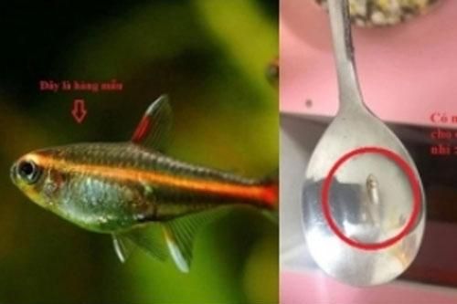 Hí hửng đặt mua cá cảnh trên mạng, khi nhận được hàng thì 'khổ chủ khóc ròng' vì con cá 'lạ'