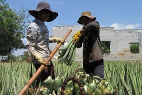 Nhu cầu tăng, người trồng nha đam lãi lớn