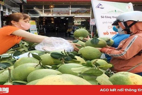Siêu thị Tứ Sơn hỗ trợ nông dân tiêu thụ bưởi da xanh ruột hồng