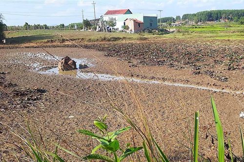 An Khê: Hơn 77 ha cây trồng thiệt hại do hạn hán