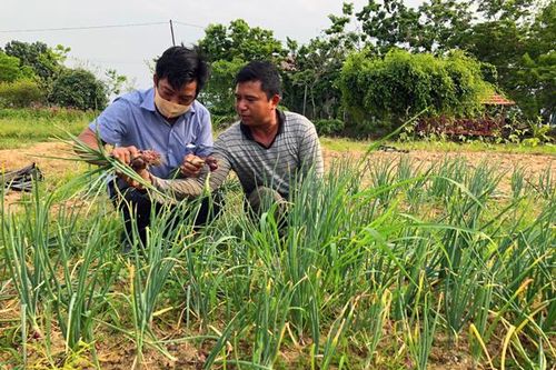 Trồng hành tím lợi nhuận cao