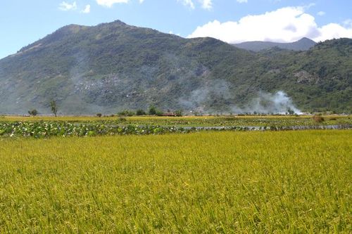Vạn Ninh: Khoanh vùng sản xuất lúa hè thu