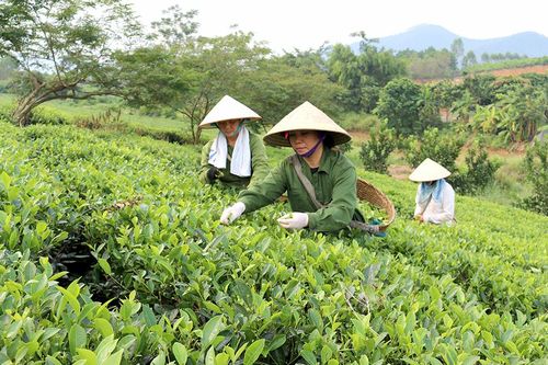 Vừa tập trung phòng chống dịch vừa phát triển nông nghiệp bền vững