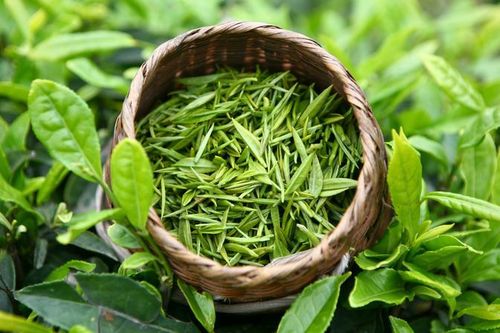 Ảnh hưởng của phân bón lá đến quá trình sinh trưởng, phát triển và chất lượng chè tại tỉnh Thái Nguyên