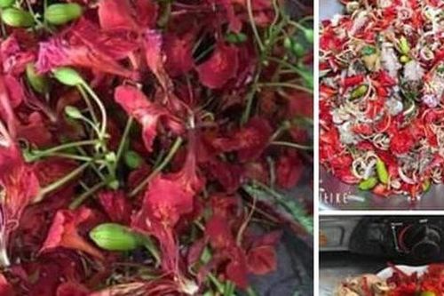 Kỳ lạ loài hoa nở đỏ rực vào mùa hè lại bất ngờ trở thành món ăn gây sốt