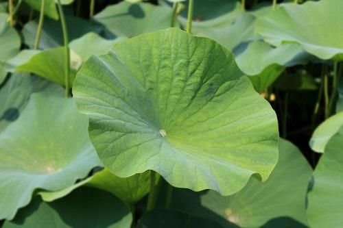 Nhà anh ấy nghèo nhưng mà văn minh