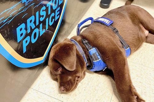 Bảnh như 'Boss': Cảnh khuyển lăn ra ngủ suốt buổi lễ gia nhập, gọi cỡ nào cũng không dậy!