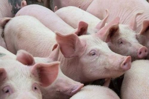 Giá heo hơi hôm nay (24/4): Có dấu hiệu hạ nhiệt nhưng vẫn đang ở mức cao