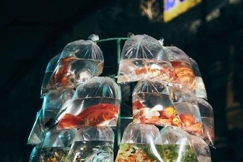 Ảnh người bán cá cảnh rong Việt Nam giành giải nhất cuộc thi nhiếp ảnh uy tín của Mỹ