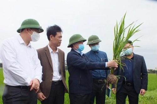 Sẽ có thêm gần 3,5 triệu tấn gạo vụ Đông Xuân ở các tỉnh phía Bắc