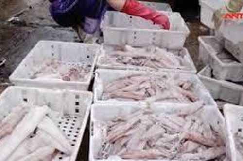 Sự thật về loại mực siêu to đang hút khách