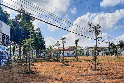 UBND tỉnh Cà Mau yêu cầu trồng lại cây xanh ở khu Trung tâm Văn hóa huyện Thới Bình