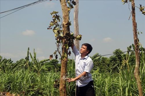 Nông dân trồng hồ tiêu gặp khó khi chuyển đổi cây trồng