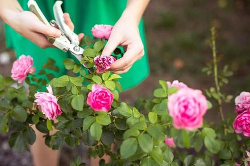 Nhật Bản hủy hàng nghìn bông hoa hồng, tulip để tránh tụ tập đông người mùa dịch COVID-19
