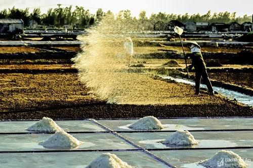 Những hình ảnh đẹp về người nông dân trên cánh đồng muối ở Nghệ An