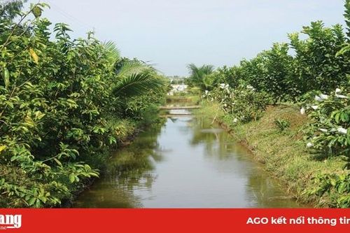 Phú Tân đảm bảo nguồn nước tưới phục vụ sản xuất hè thu