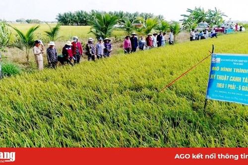 VnSAT giúp thúc đẩy tăng trưởng ngành hàng lúa gạo theo chiều sâu