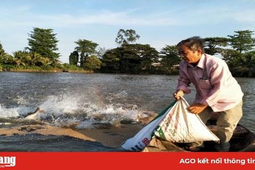 Ngư dân chuyển đổi hình thức nuôi cá tra quảng canh chờ giá