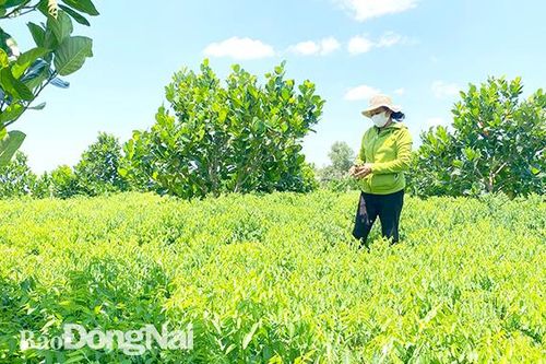 Những đồng rau xen canh