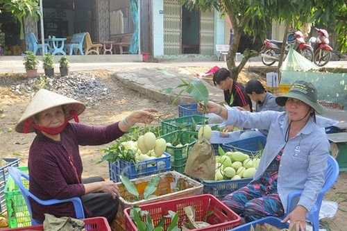 Nông dân trồng xoài gặp khó khăn do ảnh hưởng dịch bệnh Covid -19