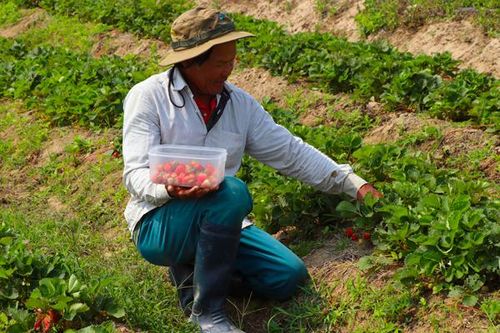 An Khê: Hỗ trợ nông dân phát triển kinh tế
