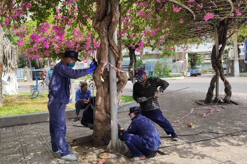Lắp đặt khung sắt bảo vệ cây hoa giấy