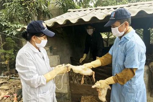 Phấn đấu hoàn thành kế hoạch tiêm phòng đợt I cho đàn gia súc, gia cầm