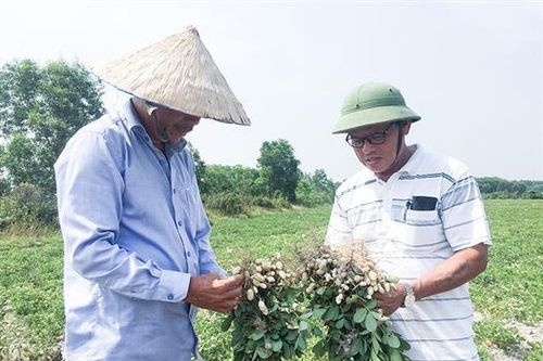 Cải thiện điều kiện sản xuất lạc nhờ hệ thống tưới