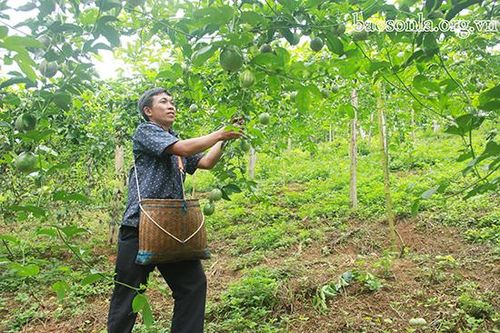 Đồng bào dân tộc Mông Yên Châu thực hiện tốt cam kết '5 có, 5 không'