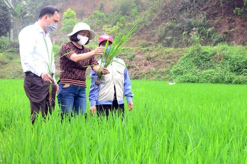Khẩn trương thực hiện phòng, trừ bệnh đốm sọc vi khuẩn hại lúa xuân