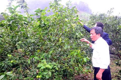Chuyển đổi đất lúa kém hiệu quả sang cây trồng khác: Phải phù hợp và đúng quy hoạch