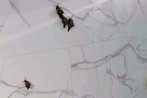 Mua ốc về để nấu, cô gái hoảng hốt trước cảnh tượng 'kinh hoàng' nhưng sợ nhất vẫn là chiêu khắc phục hậu quả của chị em