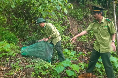 Thả chồn hương về núi