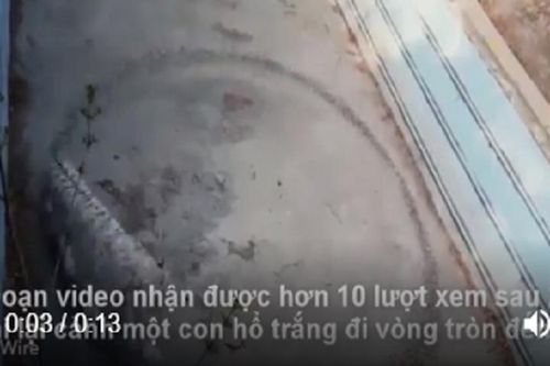 Hổ trắng đi vòng tròn đến lõm cả đất vì bị nhốt