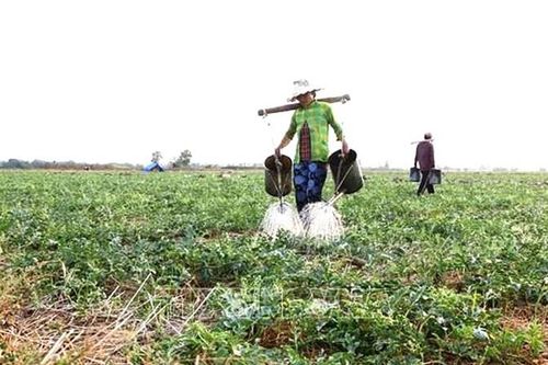 Nhiều mô hình ứng phó với hạn mặn ở ĐBSCL