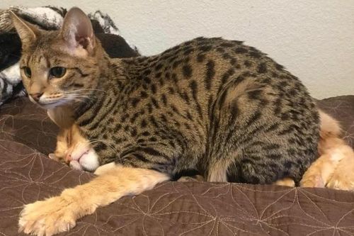 17 khoảnh khắc 'khó đỡ' của động vật mang đậm tính giải trí