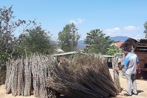 Nguy cơ phát tán bệnh khảm lá mì