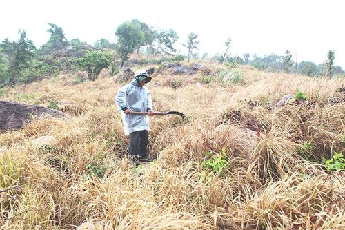 Đất đang sử dụng, bị cấp cho người khác?