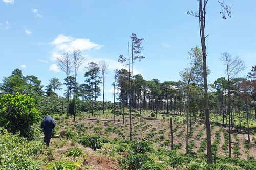 ''Hô biến'' hơn 87 ha đất rừng thành đất sản xuất, một doanh nghiệp bị xử phạt hơn 240 triệu đồng