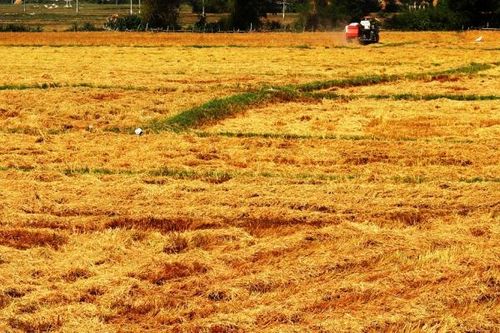 Ở nơi đồng khô, cỏ cháy, cừu khát…