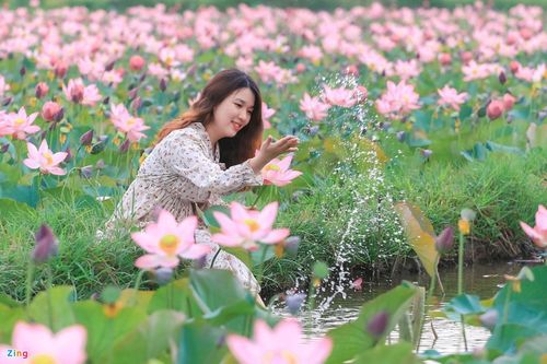Mùa sen trên đất Quảng