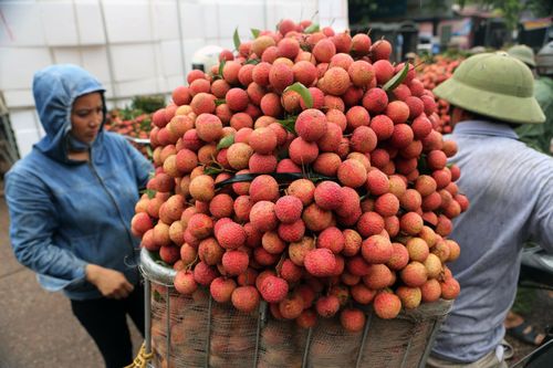 Ba kịch bản xuất khẩu vải thiều